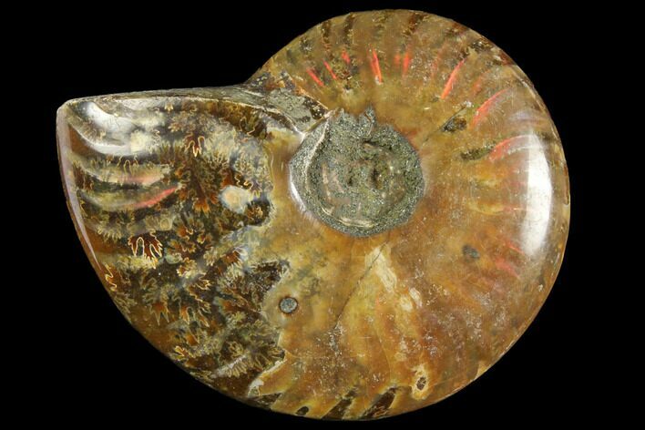 Red Flash Ammonite Fossil - Madagascar #151777
